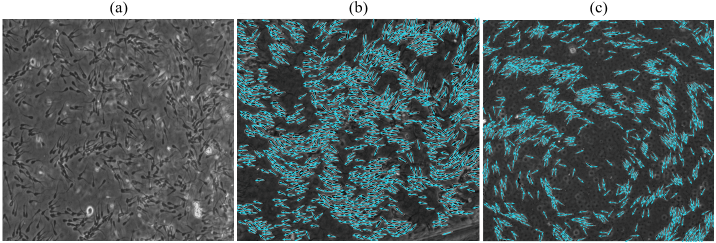 snapshots of disordered, flocking, and vortex states of bos taurus sperm cells in a quasi-2D chamber