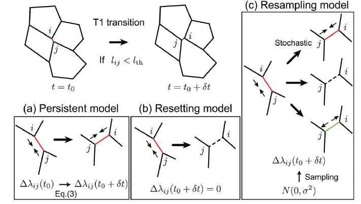 Schematic of fluctuating tension model variations